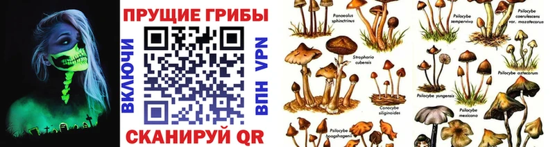 дарк нет формула  Можга  Псилоцибиновые грибы Psilocybine cubensis  блэк спрут ТОР 